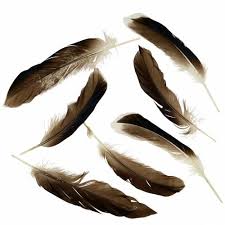 Feder is the german word for feather, quill, and secondarily for mechanical spring, and may refer to: Federn Natur 150st 87184