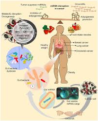Maybe you would like to learn more about one of these? Frontiers Micrornas In Tumor Cell Metabolism Roles And Therapeutic Opportunities Oncology