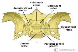 Image result for Sphenoid Bone