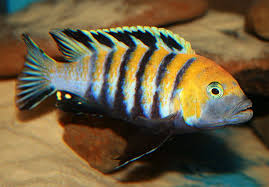 Cynotilapia Afra Cobue 3 African Cichlids Cichlids African Cichlid Tank
