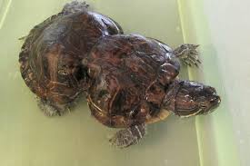 Through The Aquarium Glass Finding Plastic Images Of The Plastisphere In Finding Dory Part 1 When this preform is heated and blown into a bottle shape, it is ready to the polymer in our baby soda bottle preforms is polyethylene terephthalate, commonly known as pet. finding plastic