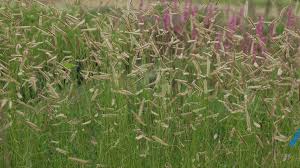 Image result for Anagallis gracilipes