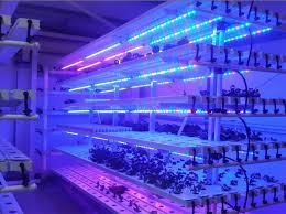 Red and blue grow lights. Hydroponic Greenhouse Full Spectrum Smd 5730 Led Grow Light Strip Buy Led Grow Light Strip Full Spectrum Led Strip Smd 5730 Led Strip Product On Alibaba Com