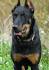 Beauceron : Dog Breed Selector : Animal Planet