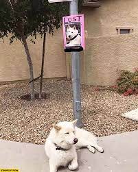 Lost Dog Resting Under The Sign Starecat Com