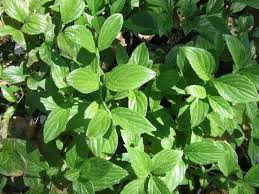 Image result for Cussonia sessilis