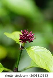 Image result for Chassalia parvifolia