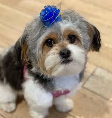 Food, treats, health, grooming, and even daycare! Ham Bone 308 Photos Pet Store 1824 Frankford Ave Philadelphia Pa 19125