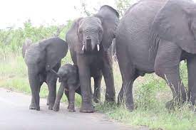 Baby Elephant Tries To Use Trunk Spectacle Of Clumsiness Ensues Video Funny Earth Touch News Cute Baby Elephant Baby Elephant Baby Elephant Video
