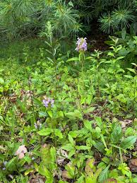 Image result for Barleria lanceolata