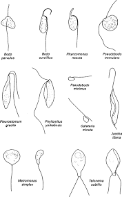Image result for Heteromorpha sp. agg.