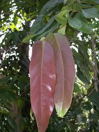 Image result for Drypetes sclerophylla