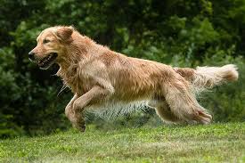 Welcome to windy knoll farm. Golden Retriever Dog Breed Information