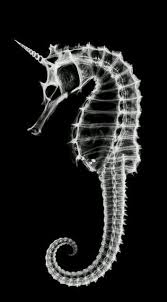 Pin On Seahorse Sea Hell