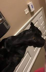 < image 1 of 1 >. Rottweiler S And More Fayetteville Nc Home Facebook
