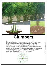 Image result for Oxytenanthera abyssinica