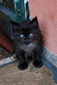 Oh My Goodness This Kitten Is So Adorable And Has Such Gorgeous Blue Eyes Cats Kittens Cutest Pretty Cats