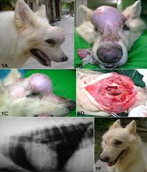In addition to being painful, the bone becomes. Axial Osteosarcoma In Dog Case Report Osteosarkom Hund Osteosarcoma Dog Sonographie Hund Sonography Dog