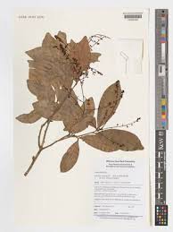 Image result for Lepisanthes senegalensis