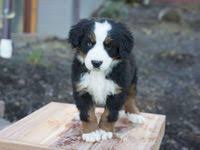 Finding healthy french bulldog pug mix for sale. Pin On New Dog