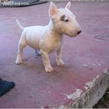 English Bull Terrier Puppy English Bull Terrier Puppy Bull Terrier Puppy Bull Terrier