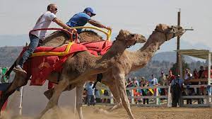 When they'll load back in the starting gate and make this little ghost town the most exciting spot on earth, again, if only for a fleeting moment! International Camel Ostrich Races 6 Sep 2019