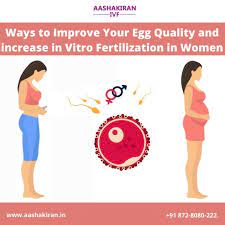 Ways To Improve Your Egg Quality For Better Success Aashakiran Fertility World
