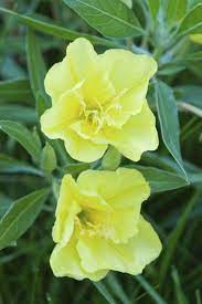 Growing Heirloom Wildflowers History Of Evening Primrose Primrose Plant Night Blooming Flowers Evening Primrose Flower