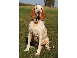 Image result for italský krátkosrstý ohař