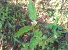 Image result for Corchorus saxatilis