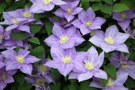 We did not find results for: Grow Clematis How To Plant Care For The Queen Of Vines Garden Design