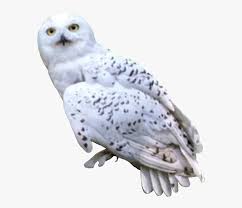 What is harry potter's owl's name? Harrypotter Hedwig Owl Hd Png Download Kindpng