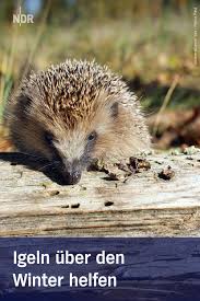 Igel Im Herbst Und Winter Schutzen Igel Winter Tiere