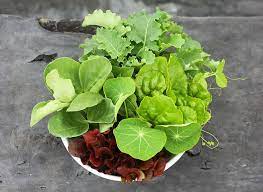 If you are looking for low light indoor plants, there are many houseplants to choose from. 23 And Me My Favorite Edible Plants To Grow In Shade Gardenista