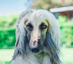 The breed is selectively bred for its unique features in the cold mountains of afghanistan. Afghan Hound Breed Facts And Information Petcoach