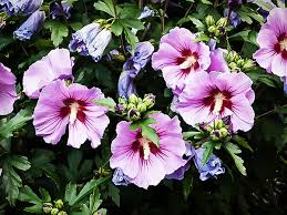 Image result for Hibiscus meyeri
