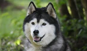 How much should it cost to adopt a poodle? Siberian Husky Dog Breed Information