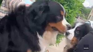 Expressions of grace has been breeding bernese mountain dogs and pembroke welsh corgis for over 30 years. Bernese Mountain Dog Can T Contain Excitement Over Surprise New Friend