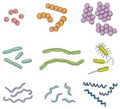 The toxins are synthesized as a single peptide chain which is processed into a mature protein consisting of a heavy chain and light chain joined via a disulfide bond. Microbes Definition Docteurclic Com