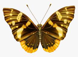 Yellow Butterfly Png Yellow And Black Butterfly Png Transparent Png Transparent Png Image Pngitem