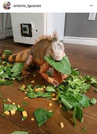 But since it's hard to. 230 Iguanas Where Are You Ideas Iguana Reptiles Lizard