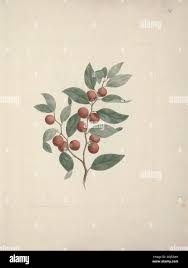 Image result for Ziziphus abyssinica