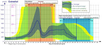 file estradiol during menstrual cycle png wikimedia commons