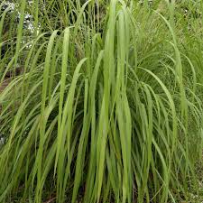 Image result for Cymbopogon nardus