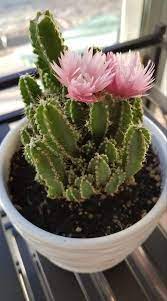Cactus pests and problems are also minimal but can be dealt with easily with the right cactus plant care. How Long Can A Cactus Live Without Water Succulents Network Blooming Cactus Plants Cactus Plants