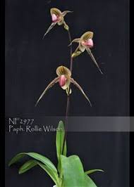 Images of Paph. Rollie Wilson (Hung Sheng Eagle ' Best ' x rothschildianum  ' Rex ' FCC/AOS)