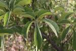 Image result for Ampelocissus obtusata