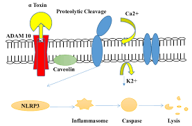 Mechanism Of Action Of Alpha Hemolysin 1 A Toxin Binds To Cell Download Scientific Diagram