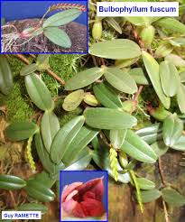 Image result for Bulbophyllum oreonastes
