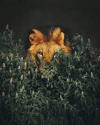 Wildlife Photography Is A Challenging Hobby To Get Into Because It Takes A Lot Of Commitment To Excel In This Field Wildlife Photography Wildlife Photography